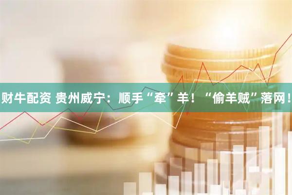 财牛配资 贵州威宁:顺手“牵”羊!“偷羊贼”落网!